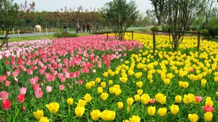 蘇州中國花卉植物園門票預訂指南及價格信息